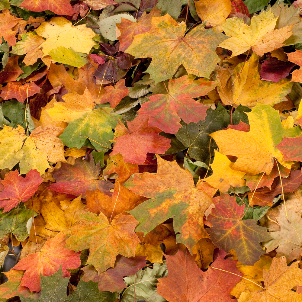 Colorful background of autumn leaves