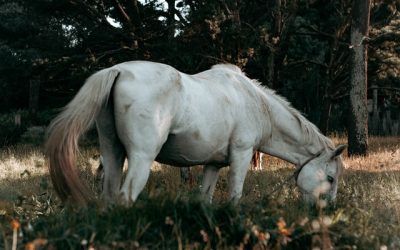 What You Should Do If Your Spouse Refuses to Sign Divorce Papers