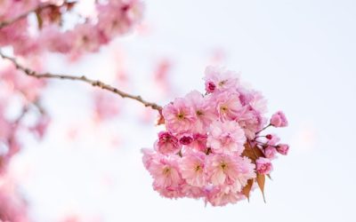 What CPS Can Legally Do During Investigations