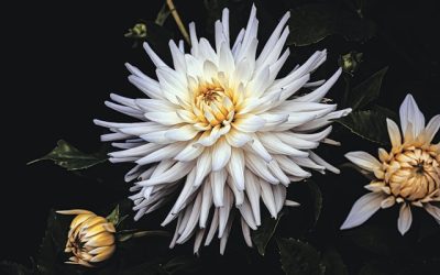 How To Divorce A Narcissist And Win