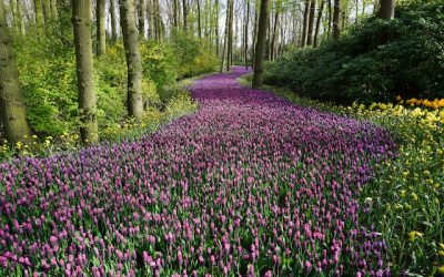 What Can I Do If I Have Been Left Out Of My Parents’ Will?