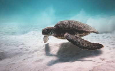 Penalties for Driving Under The Influence Of Marijuana In Illinois