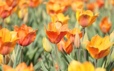 When Do I Finally Decide To Go Bankrupt?