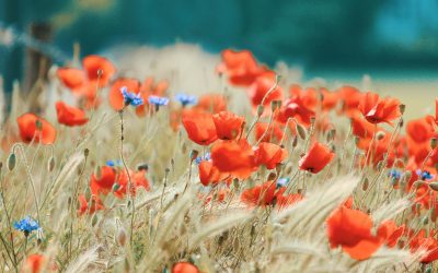 When Does Debt Become So Overwhelming That Bankruptcy Is the Answer?