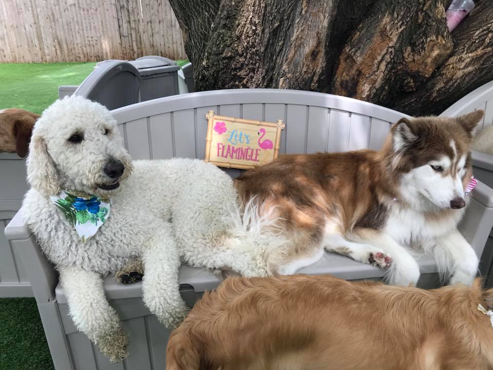 doggybench